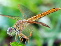 蜻蜓是益虫还是害虫?