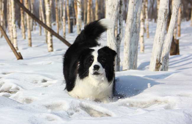 边境牧羊犬吃什么狗粮