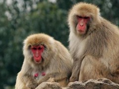 1956、1968、1980、1992、2004、2016年属猴的分别是什么命