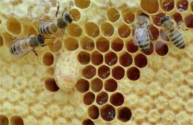 蜂蜂群失王有哪些表现