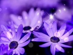 梦见紫色的花是什么意思,梦到紫色有什么预兆