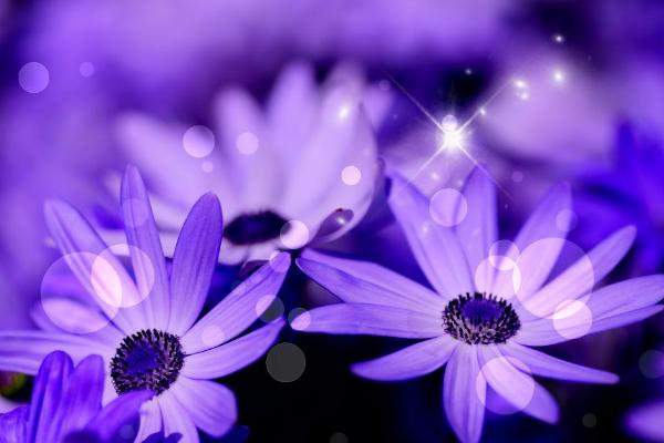 梦见紫色的花是什么意思 梦到紫色有什么预兆