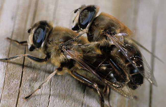 中蜂雄蜂饲养方法