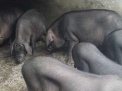 莆田黑猪养殖技术