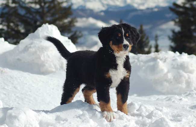 伯恩山犬好养吗