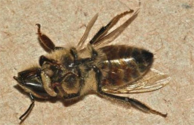 蜜蜂的常见病害种类及防治方法