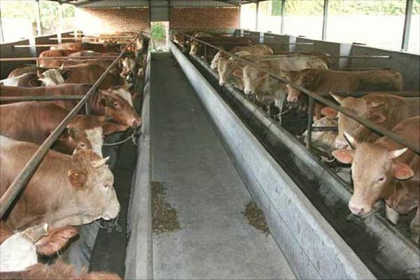 肉牛育肥饲料配方及配制方法