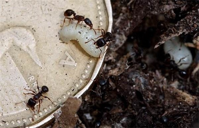 蚂蚁 养殖 方法