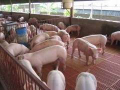 猪流感的症状有哪些?