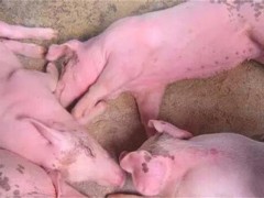 猪热应激对猪有什么影响