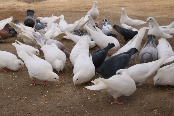 种鸽饲料配方表，科学喂养种鸽，提高经济效益