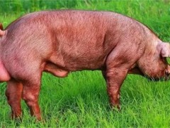 夏季如何保证种猪的配种成功率