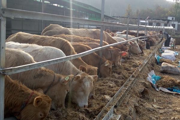 养殖肉牛的饲料配方 