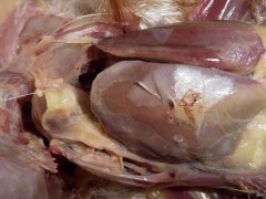 鸡大肠杆菌病防治方法