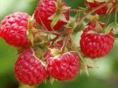 双季红树莓功效与作用,双季红树莓的营养价值