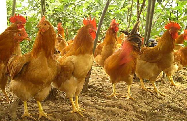 从养“清远鸡”起家到年营收超47亿元 天农集团IPO：卖猪比养鸡赚得多