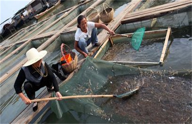 青虾的养殖技术