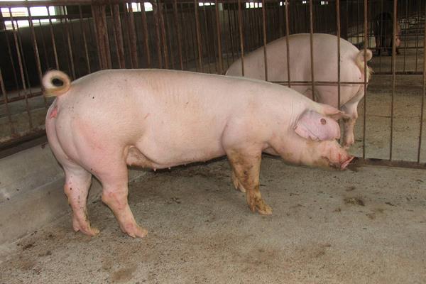 母猪饲料配方，妊娠期、哺乳期及产后饲料搭配
