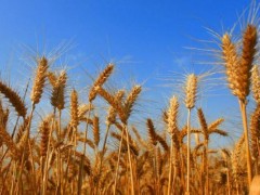 梦见收麦子是什么意思,梦到割麦子有什么预兆