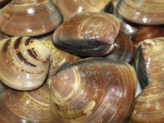 文蛤是海鲜吗？
