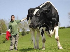世界上最大的奶牛有多重?