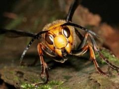 胡蜂的寿命有多长?