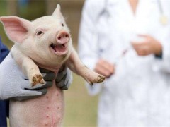 猪场免疫失败原因及防治措施