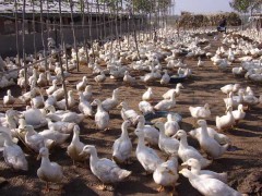 肉鸭养殖如何节省饲料?
