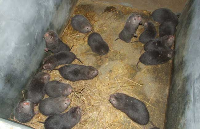 竹鼠舍养殖环境的控制方案