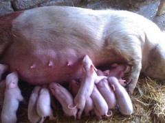 母猪各阶段饲料配方
