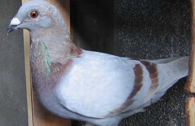 鸽子养殖成本和利润