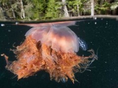 巨型深红水母有毒吗?
