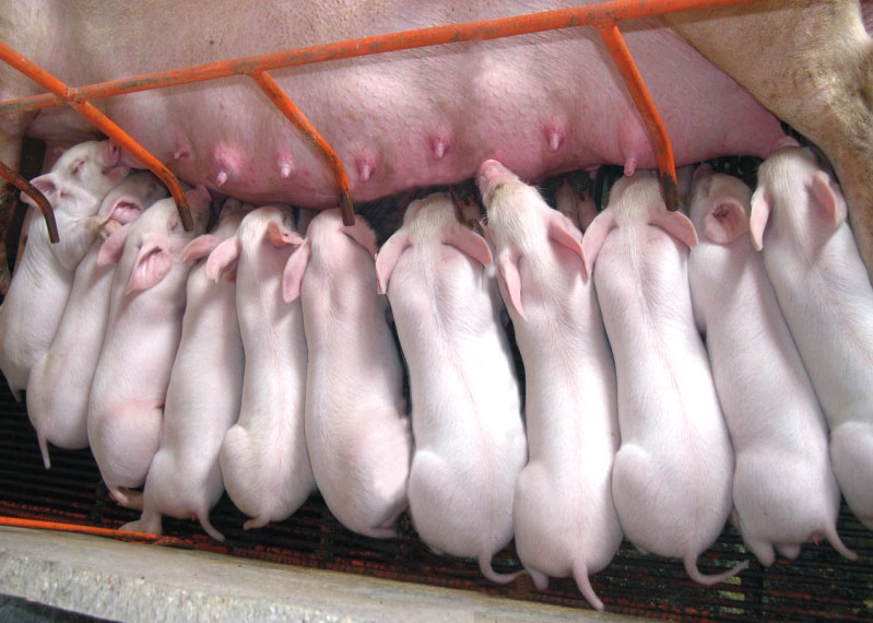 仔猪常见的死亡原因分析及预防措施