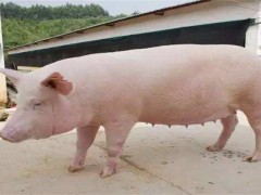 后备母猪饲养管理方法