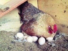 梦见鸡下蛋是什么意思,女人梦到母鸡下蛋去捡鸡蛋有什么预兆