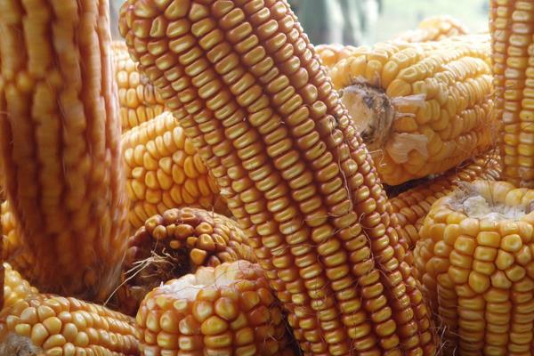 法尔利1010玉米品种介绍，种子店农资店有卖