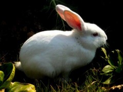 母兔“围产期”保健方案