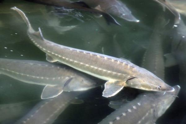 中华鲟鱼皮怎么去除,中华鲟哪个部位有毒