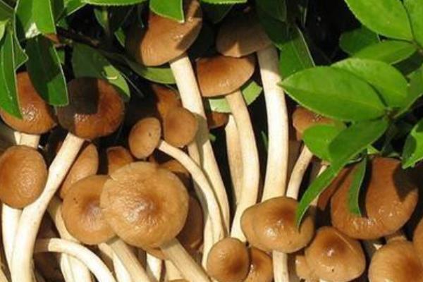 杨树菇功效与作用及禁忌 杨树菇营养价值