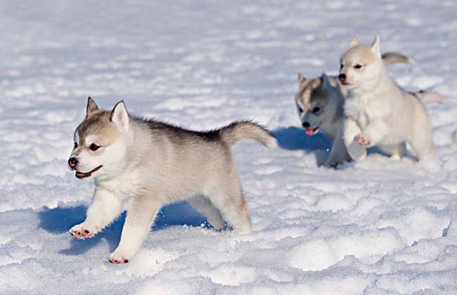 爱斯基摩犬好养吗