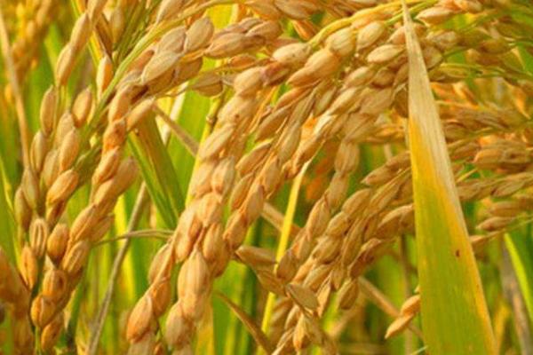 倍丰种业水稻品种