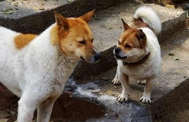 中华田园犬怎么养