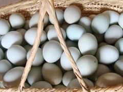 蛋鸭吃什么产蛋多,蛋鸭产蛋下降原因是什么