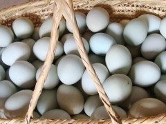 蛋鸭吃什么产蛋多,蛋鸭产蛋下降原因是什么