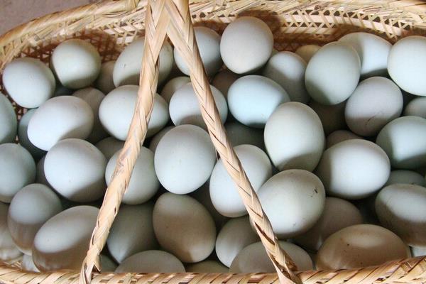 蛋鸭吃什么产蛋多 蛋鸭产蛋下降原因是什么
