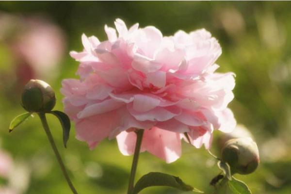 梦见芍药花开是什么意思 女人梦到带苞的芍药花有什么预兆