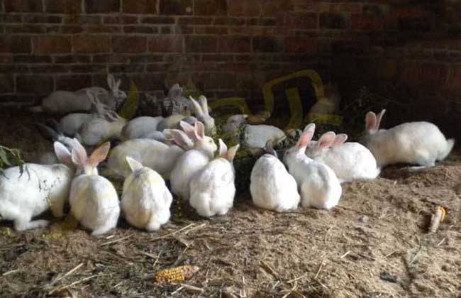 兔子养殖 注意事项