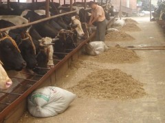 养殖肉牛的饲料配方,主要有青年牛育肥和架子牛育肥