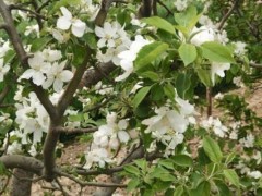 芸苔素内酯基础知识