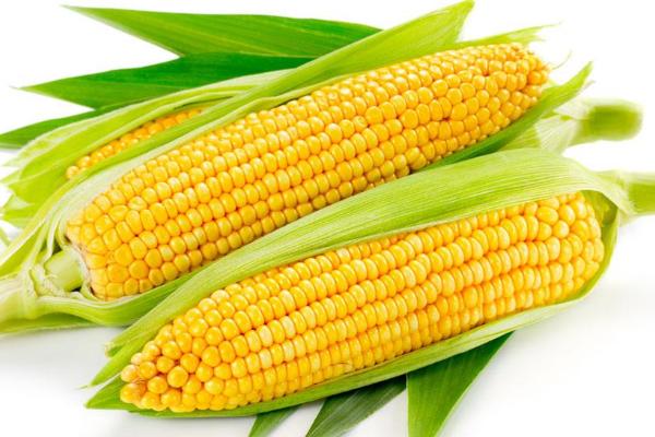 玉米新品种